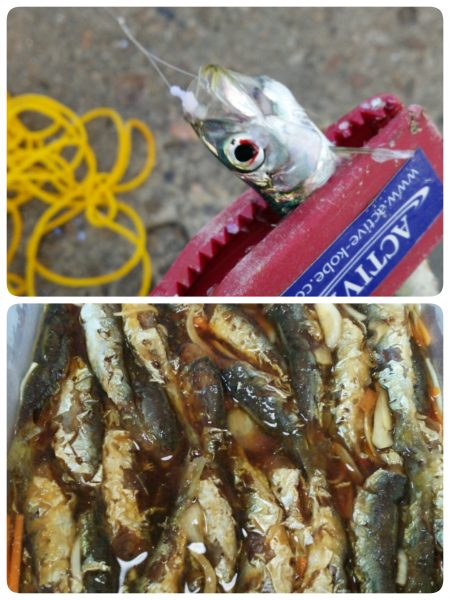 キス調査からのおかず確保♪