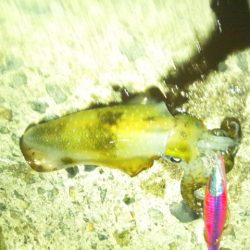 ナイターで新子調査