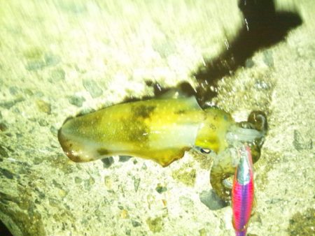 ナイターで新子調査