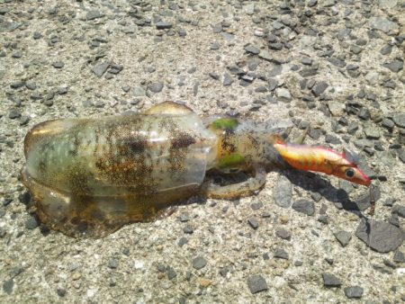 お昼休みにちょこっとエギング