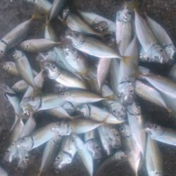 久しぶりの佐野釣行