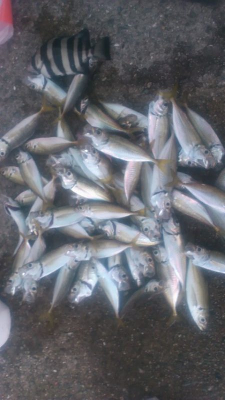 久しぶりの佐野釣行