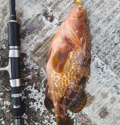 ワインドでアコウ！！