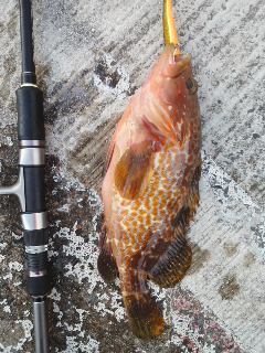 ワインドでアコウ！！