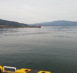 宮津カマスあがってます！