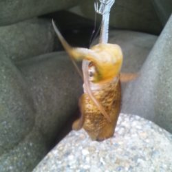 仕事終わりにちょっとだけエギング