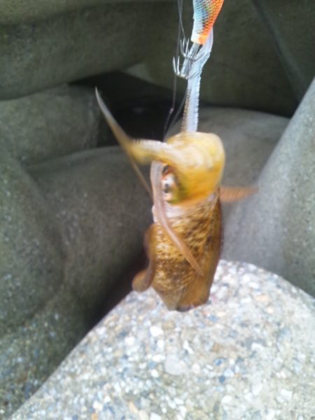 仕事終わりにちょっとだけエギング