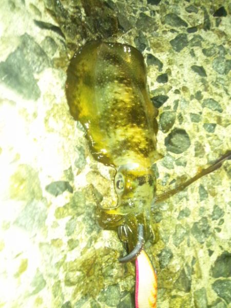 ナイターエギング