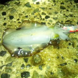 ナイターエギング