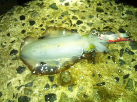 ナイターエギング