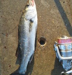 今日は静かな宮津、イルカのせい！？