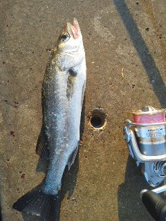 今日は静かな宮津、イルカのせい！？