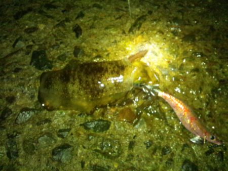 ナイターエギング