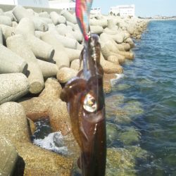 お昼休みにエギング