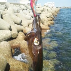 お昼休みにエギング