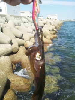 お昼休みにエギング