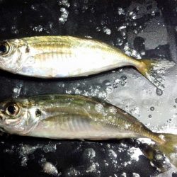 サビキ好調です！