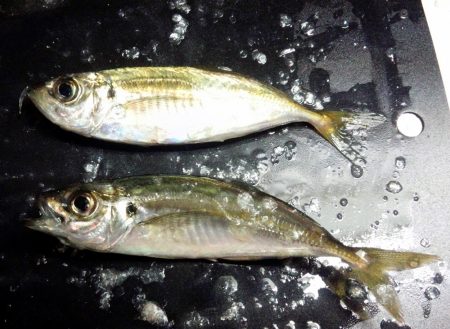 サビキ好調です！