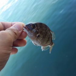 ちょい投げだぁーい