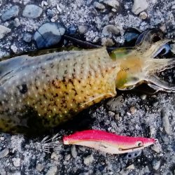 アオリイカ狙い