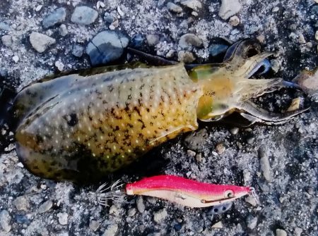 アオリイカ狙い