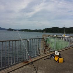 養老と栗田のアオリイカと獅子矢原のキス釣り