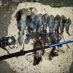 週末激戦エギング