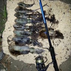 週末激戦エギング