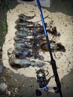 週末激戦エギング