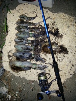 週末激戦エギング