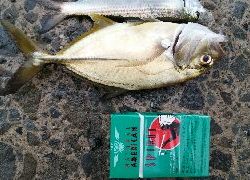 サビキでファミリーフィッシング！！