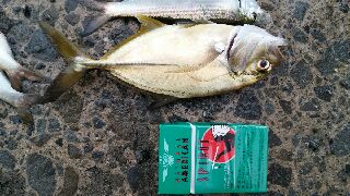 サビキでファミリーフィッシング！！