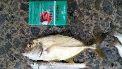 サビキでファミリーフィッシング！！