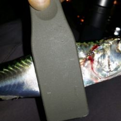 台風後アジ調査