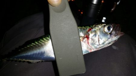 台風後アジ調査