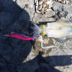 しぶしぶ秋烏賊速報