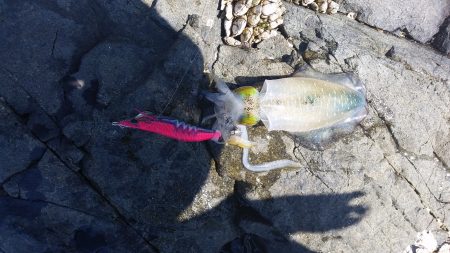 しぶしぶ秋烏賊速報