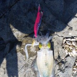 しぶしぶ秋烏賊速報