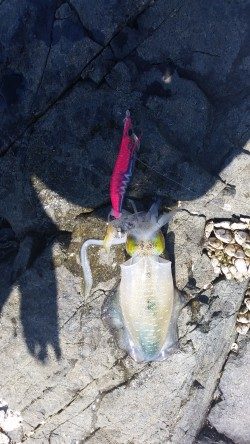 しぶしぶ秋烏賊速報