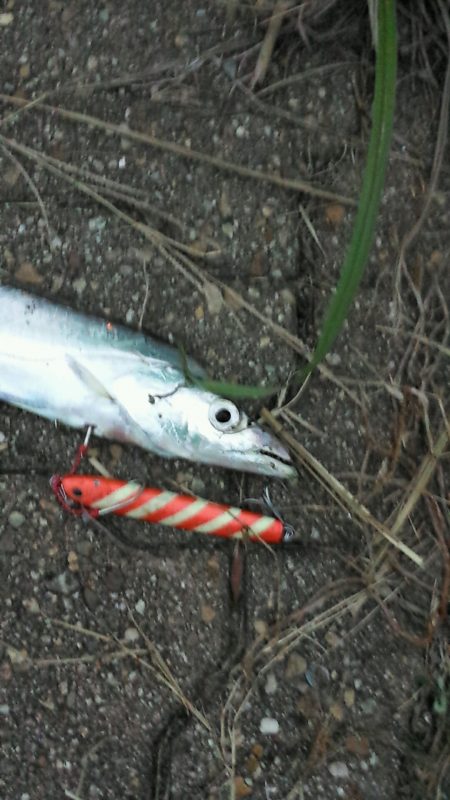 神戸空港の太刀魚