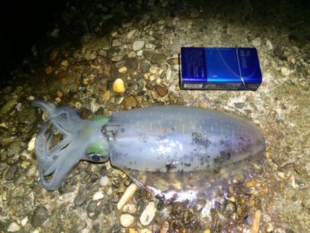 アオリイカ新子エギング