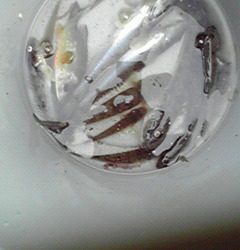 ﾊｾﾞたくさん釣れた