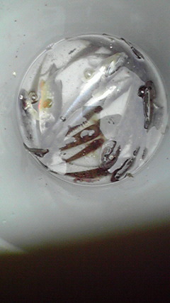 ﾊｾﾞたくさん釣れた