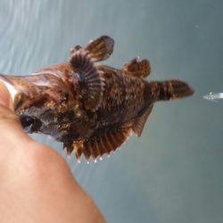 豆アジング改め小アジング♪