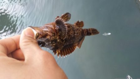 豆アジング改め小アジング♪