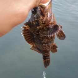 豆アジング改め小アジング♪