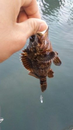 豆アジング改め小アジング♪