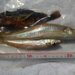 アオリ新子のち、ごっついキス?!