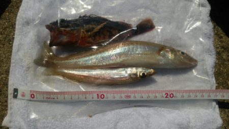 アオリ新子のち、ごっついキス?!