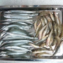 武庫川尻　サヨリとハゼの二本立て